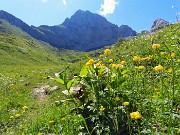 34 Trollius europaeus (Botton d'oro), con vista in Corna Piana 